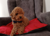 Toy  poodle 3 aylık